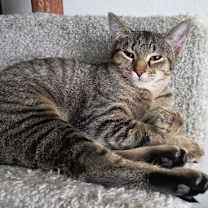 Thumbnail photo of Mabel #2