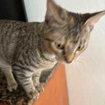 Thumbnail photo of Simba #4