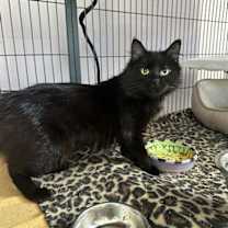 Thumbnail photo of Jiji #3