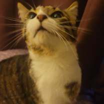 Thumbnail photo of Muffin #1