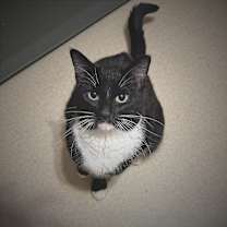 Thumbnail photo of Tofu #1