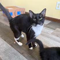 Thumbnail photo of Tofu #2