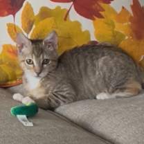 Thumbnail photo of Tellycat  #1