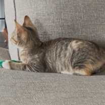 Thumbnail photo of Tellycat  #2