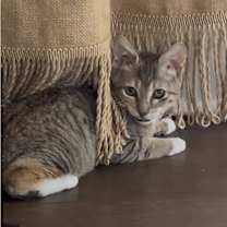 Thumbnail photo of Tellycat  #3