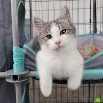 Thumbnail photo of Justice in Street, MD *Adoption Pending* #1