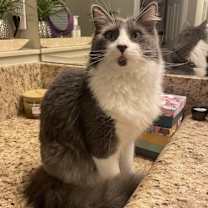 Thumbnail photo of Wilder #1