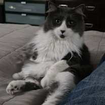 Thumbnail photo of Wilder #2