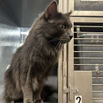 Thumbnail photo of Asher #2