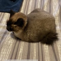 Thumbnail photo of Gizmo #2