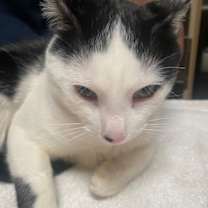 Thumbnail photo of Niblet #2