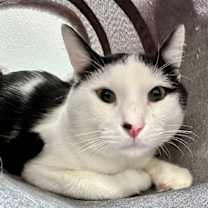 Thumbnail photo of Niblet #3