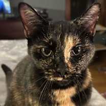 Thumbnail photo of Toffee #1