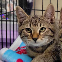 Thumbnail photo of Robin #1