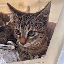 Thumbnail photo of Robin #2