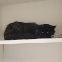 Thumbnail photo of Diamond 2 #1