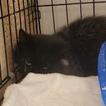 Thumbnail photo of Diamond 2 #2