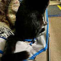 Thumbnail photo of Willie #1