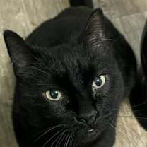 Thumbnail photo of Willie #2