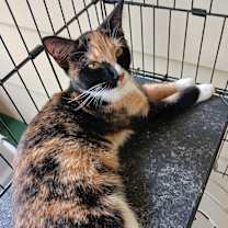 Thumbnail photo of Bandita (Dita) #3