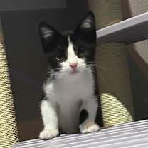 Thumbnail photo of Buster #1