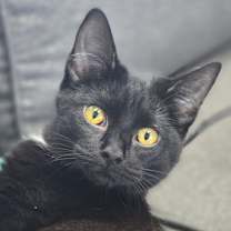 Thumbnail photo of Ravioli #1