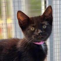 Thumbnail photo of Ravioli #2