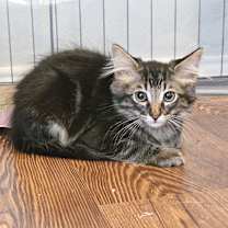 Thumbnail photo of Merlot #2