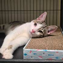 Thumbnail photo of Billy the Kid #1