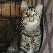 Thumbnail photo of Pixie Stick #2