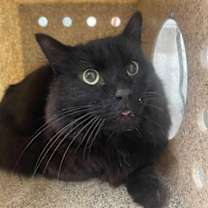 Thumbnail photo of Storm #4