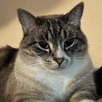 Thumbnail photo of Mincemeat #1