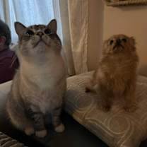 Thumbnail photo of Mincemeat #2