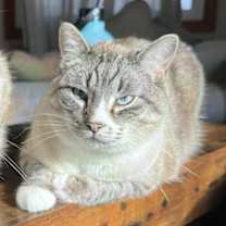 Thumbnail photo of Mincemeat #3