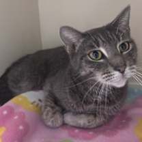 Thumbnail photo of Adelaide #1