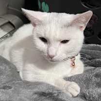 Thumbnail photo of Snow #1