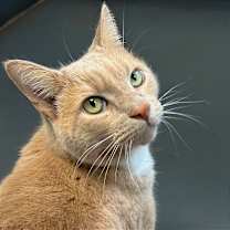 Thumbnail photo of Saffron #1