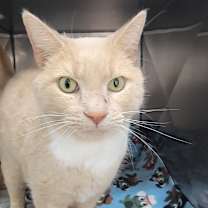 Thumbnail photo of Saffron #3