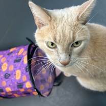 Thumbnail photo of Saffron #4