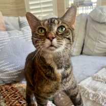 Thumbnail photo of Meow Meow #1