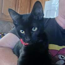 Thumbnail photo of Fester #3