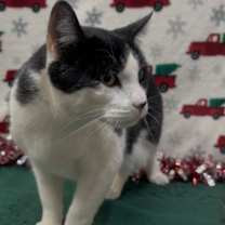 Thumbnail photo of Wally #3