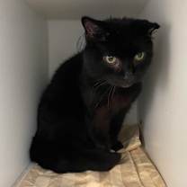 Thumbnail photo of Ambrosia #2