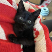 Thumbnail photo of Mandee #4