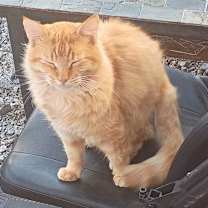 Thumbnail photo of Garfield #3