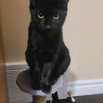 Thumbnail photo of Dino #3