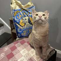 Thumbnail photo of Joey Cobbs #3