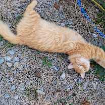 Thumbnail photo of Garfield #2