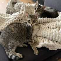 Thumbnail photo of ROSE & LEFTY #1777-Offered by Owner-Bonded Seniors #2