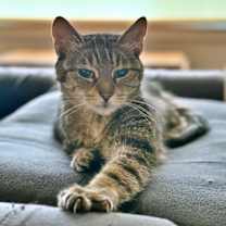 Thumbnail photo of ROSE & LEFTY #1777-Offered by Owner-Bonded Seniors #3